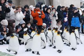 Parade of penguins at Hokkaido zoo