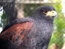 Harris's hawk