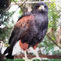 Harris's hawk