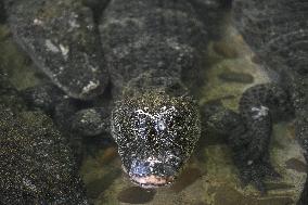 Chinese Alligator National Nature Reserve in Xuancheng