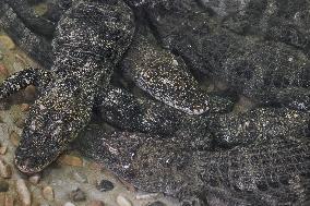 Chinese Alligator National Nature Reserve in Xuancheng