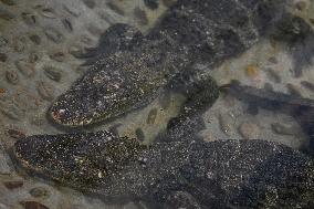 Chinese Alligator National Nature Reserve in Xuancheng