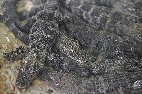 Chinese Alligator National Nature Reserve in Xuancheng