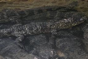 Chinese Alligator National Nature Reserve in Xuancheng