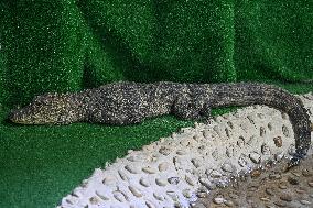 Chinese Alligator National Nature Reserve in Xuancheng