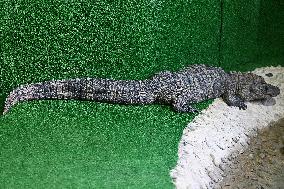 Chinese Alligator National Nature Reserve in Xuancheng