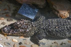 Chinese Alligator National Nature Reserve in Xuancheng