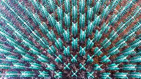 Beer Bottle Forest Scenery in Qingdao