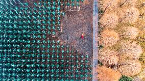 Beer Bottle Forest Scenery in Qingdao