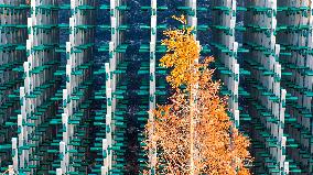 Beer Bottle Forest Scenery in Qingdao