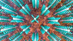 Beer Bottle Forest Scenery in Qingdao