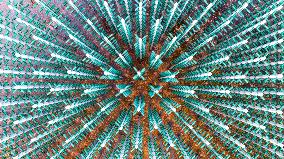 Beer Bottle Forest Scenery in Qingdao