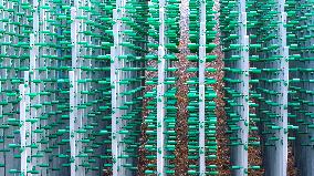 Beer Bottle Forest Scenery in Qingdao