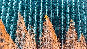 Beer Bottle Forest Scenery in Qingdao