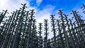 Beer Bottle Forest Scenery in Qingdao
