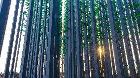 Beer Bottle Forest Scenery in Qingdao