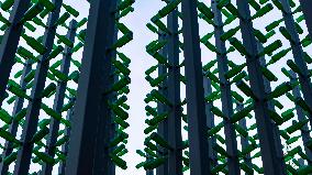 Beer Bottle Forest Scenery in Qingdao