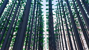 Beer Bottle Forest Scenery in Qingdao