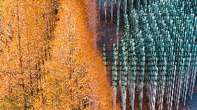 Beer Bottle Forest Scenery in Qingdao