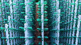 Beer Bottle Forest Scenery in Qingdao