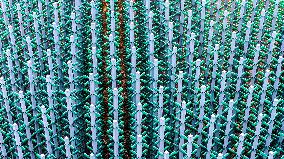 Beer Bottle Forest Scenery in Qingdao