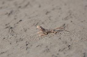 Rezaabad Desert in Semnan - Iran