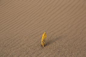 Rezaabad Desert in Semnan - Iran