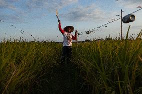 Rice Production in Indonesia - Bali
