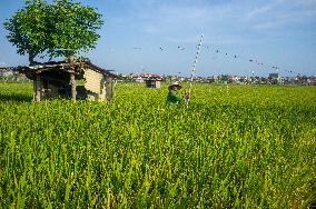 Rice Production in Indonesia - Bali