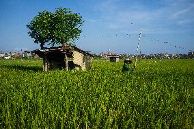 Rice Production in Indonesia - Bali