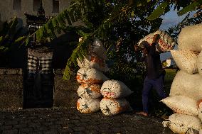 Rice Production in Indonesia - Bali