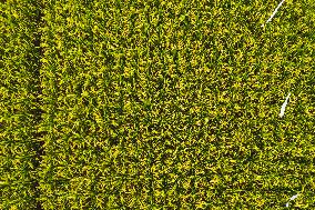 Rice Production in Indonesia - Bali