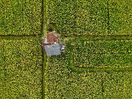 Rice Production in Indonesia - Bali