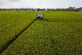 Rice Production in Indonesia - Bali