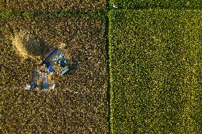 Rice Production in Indonesia - Bali