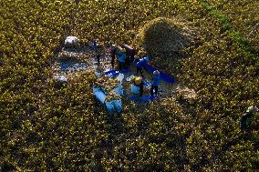 Rice Production in Indonesia - Bali