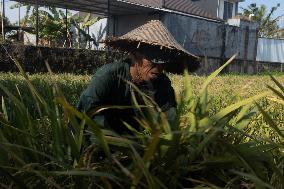 Rice Production in Indonesia - Bali