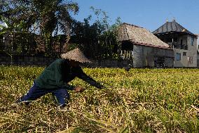 Rice Production in Indonesia - Bali