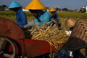 Rice Production in Indonesia - Bali