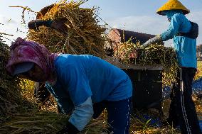 Rice Production in Indonesia - Bali