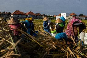 Rice Production in Indonesia - Bali