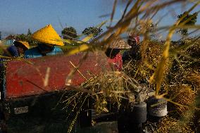Rice Production in Indonesia - Bali