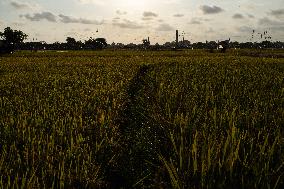 Rice Production in Indonesia - Bali