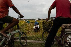 Rice Production in Indonesia - Bali