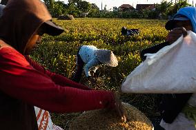 Rice Production in Indonesia - Bali