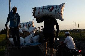 Rice Production in Indonesia - Bali