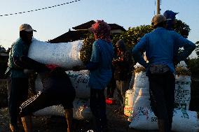 Rice Production in Indonesia - Bali