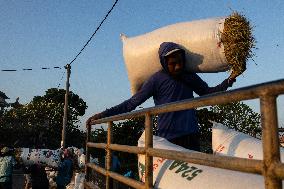 Rice Production in Indonesia - Bali
