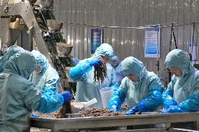 Labor-intensive Enterprises Employment