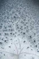 ICE FLOWER